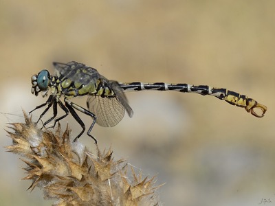 Onychogomphus forcipatus macho en estado por Juan Pedro Serrano León