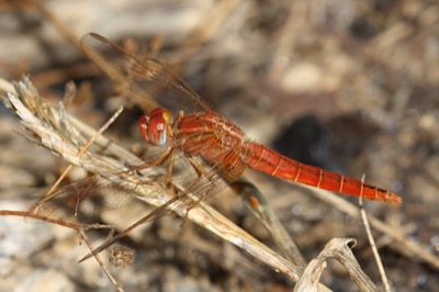 Crocothemis erythraea macho en estado por Angel Martín Ojeda