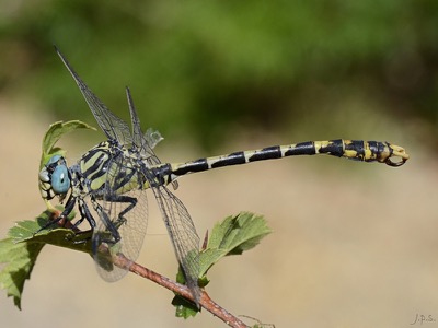 Onychogomphus uncatus macho en estado por Juan Pedro Serrano León