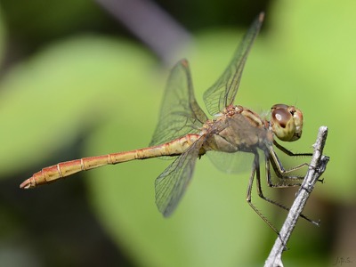 Sympetrum meridionale macho en estado por Juan Pedro Serrano León