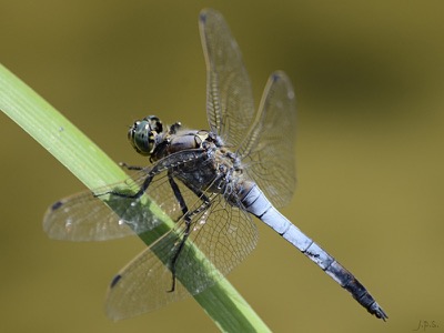 Orthetrum cancellatum macho en estado por Juan Pedro Serrano León