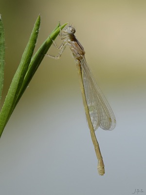 Ischnura graellsii hembra en estado por Juan Pedro Serrano León