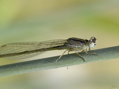 Ischnura graellsii hembra en estado por Juan Pedro Serrano León