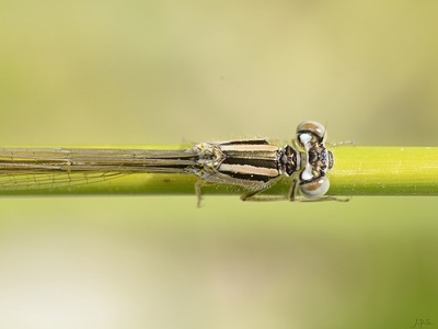 Ischnura graellsii hembra en estado por Juan Pedro Serrano León