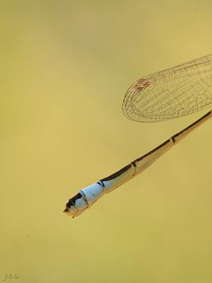 Ischnura graellsii hembra en estado por Juan Pedro Serrano León