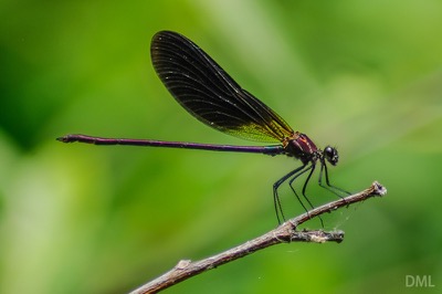 Calopteryx haemorrhoidalis macho en estado por David Melero López