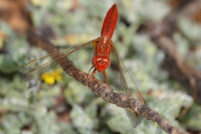Crocothemis erythraea macho en estado por Angel Martín Ojeda