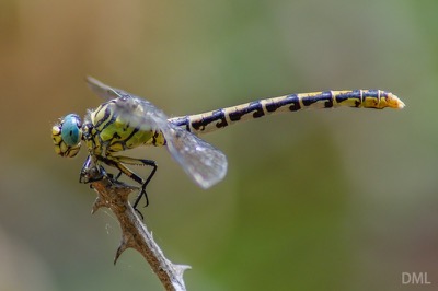 Onychogomphus uncatus hembra en estado por David Melero López