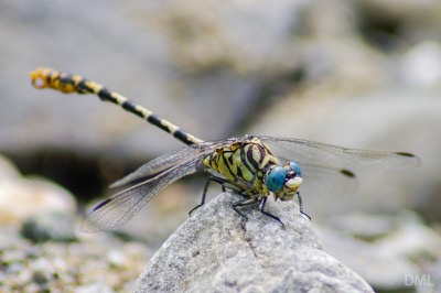 Onychogomphus forcipatus macho en estado por David Melero López