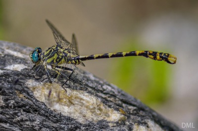 Onychogomphus uncatus macho en estado por David Melero López