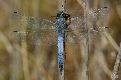 Orthetrum cancellatum macho en estado por David Melero López