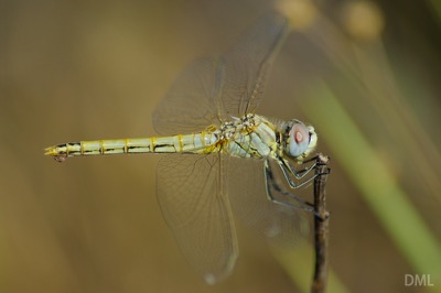 Sympetrum fonscolombii hembra en estado por David Melero López
