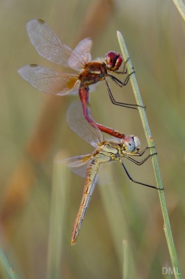 Sympetrum fonscolombii copula en estado por David Melero López