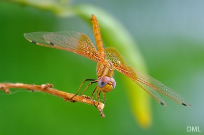 Trithemis kirbyi macho en estado joven por David Melero López