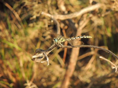 Onychogomphus uncatus hembra en estado por Gonzalo Astete
