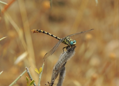 Onychogomphus forcipatus macho en estado por Gonzalo Astete