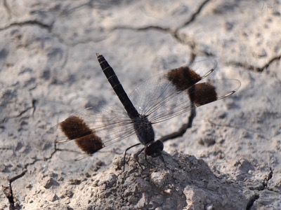 Brachythemis impartita macho en estado por Juan Pedro Serrano Len
