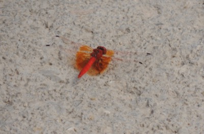 Trithemis kirbyi macho en estado por Gonzalo Astete