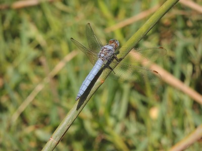 Orthetrum brunneum macho en estado por Gonzalo Astete