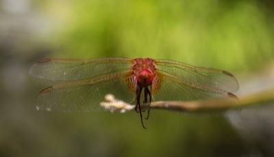 Crocothemis erythraea macho en estado por Gonzalo Astete