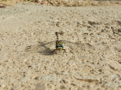 Onychogomphus forcipatus macho en estado por Gonzalo Astete