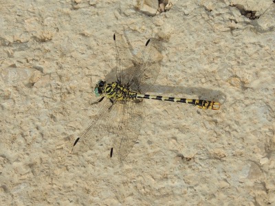 Onychogomphus forcipatus macho en estado por Gonzalo Astete