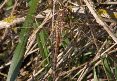 Hemianax ephippiger hembra en estado por Nelson Fonseca