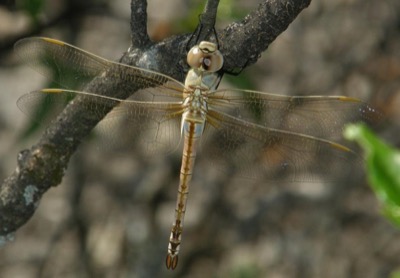 Hemianax ephippiger hembra en estado por Nelson Fonseca