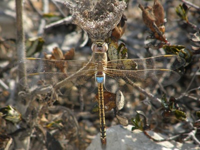 Hemianax ephippiger hembra en estado por Nelson Fonseca