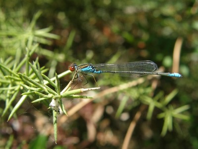 Erythromma viridulum macho en estado por Nelson Fonseca