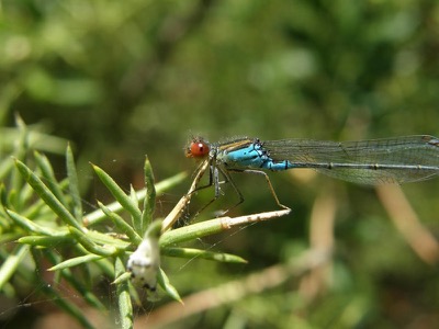 Erythromma viridulum macho en estado por Nelson Fonseca