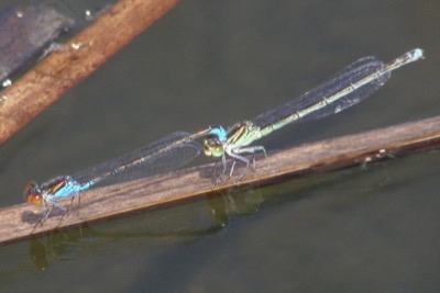 Erythromma viridulum copula en estado por Nelson Fonseca