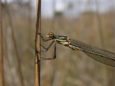 Lestes dryas macho en estado por Nelson Fonseca