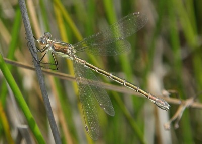 Lestes dryas hembra en estado por Nelson Fonseca