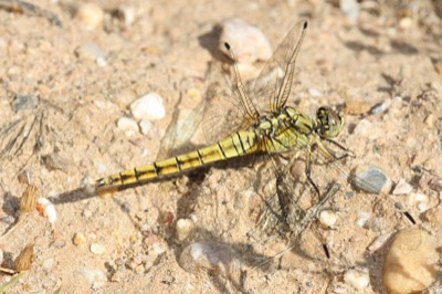 Orthetrum cancellatum hembra en estado por Angel Martín Ojeda