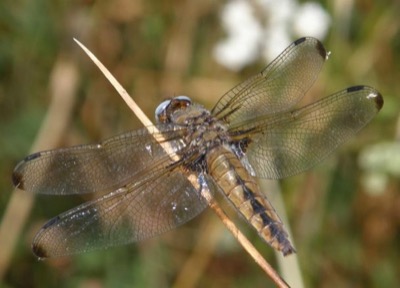 Libellula fulva hembra en estado por Nelson Fonseca