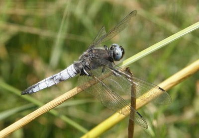 Libellula fulva macho en estado por Nelson Fonseca
