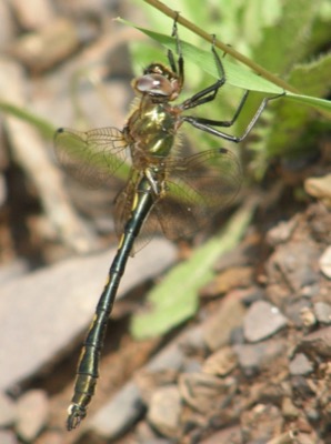 Oxygastra curtisii macho en estado por Nelson Fonseca