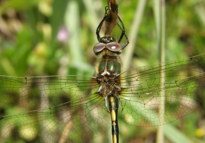 Oxygastra curtisii macho en estado por Nelson Fonseca