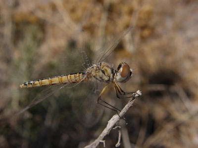 Selysiothemis nigra hembra en estado por Nelson Fonseca