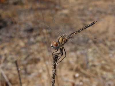 Selysiothemis nigra macho en estado por Nelson Fonseca