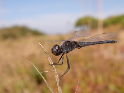Selysiothemis nigra macho en estado por Nelson Fonseca