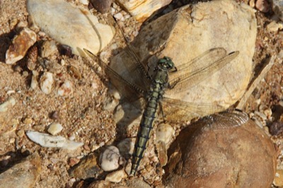 Orthetrum cancellatum hembra en estado por Angel Martín Ojeda