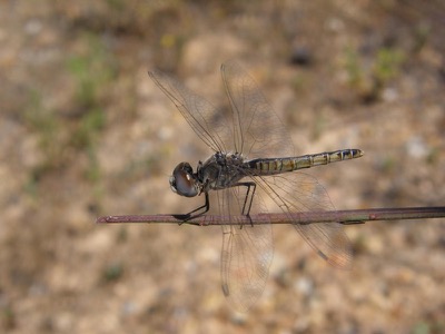 Selysiothemis nigra hembra en estado por Nelson Fonseca