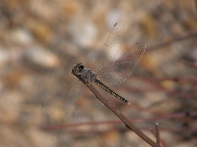 Selysiothemis nigra macho en estado por Nelson Fonseca