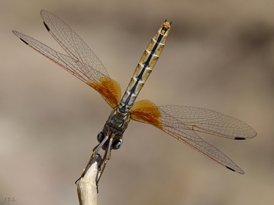 Trithemis kirbyi hembra en estado por Juan Pedro Serrano León