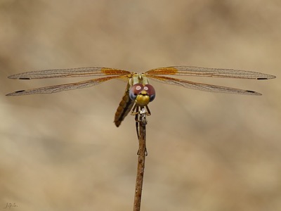 Trithemis kirbyi hembra en estado por Juan Pedro Serrano León