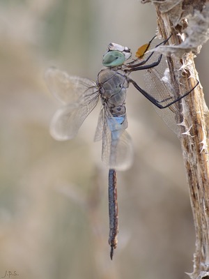 Anax imperator macho en estado por Juan Pedro Serrano León