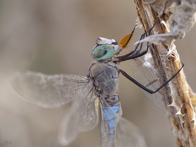 Anax imperator macho en estado por Juan Pedro Serrano León
