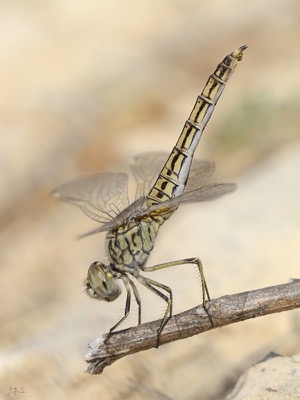 Brachythemis impartita hembra en estado por Juan Pedro Serrano León